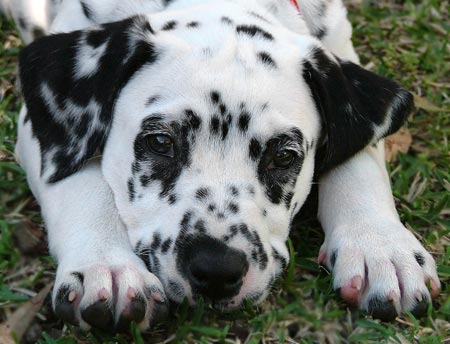 Dalmatian | Remote Dog Trainer
